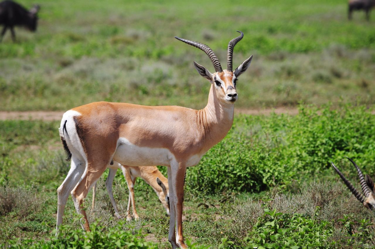 1503383675803526.jpg 1e30e924b899a901e06c1f911d950a7b0208f538.jpg